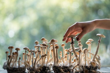 Kadın el hasadı psikedelik psilosibin mantarı ev yapımı veya laboratuarda