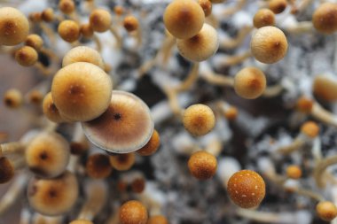 Büyüme kutusundaki terapist için tıbbi halüsinojen psilocyn mantarı.