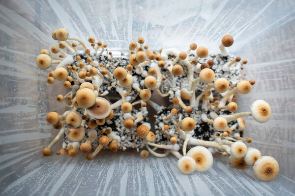 medical psychedelic hallucinogen psilocyn fungus for therapyst in grow box, top view