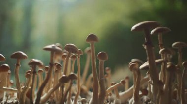 Kadın el hasadı psikedelik psilosibin mantarı ev yapımı veya laboratuarda