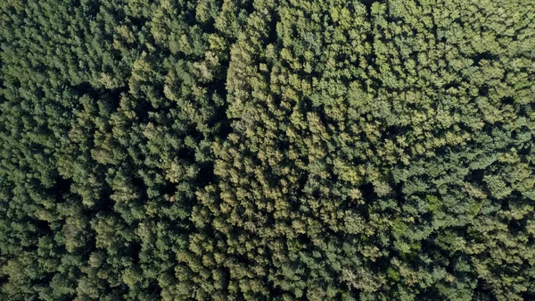 Großer Wald Mit Grünen Bäumen Sommer Ukraine Drohnenblick Aus Der — Stockfoto