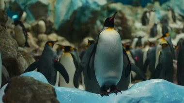 Tenerife, Kanarya Adası 'ndaki Loro Park Hayvanat Bahçesi' nde kral penguen ailesi. Yüksek kaliteli görüntüler