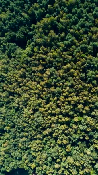 Grande Floresta Com Árvores Verdes Verão Ucrânia Vista Aérea Drone — Vídeo de Stock