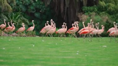 Pembe flamingo kuşları yeşil çimlerin üzerinde parkta yürüyorlar. Yüksek kalite 4k görüntü
