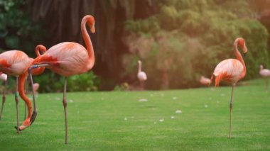 Pembe flamingo kuşları yeşil çimlerin üzerinde parkta yürüyorlar. Yüksek kalite 4k görüntü