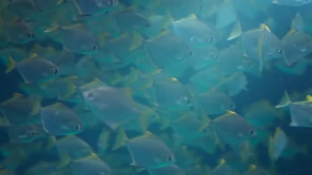 Школа Рыб Аквариуме Море Океане Водой Кадров Экзотические Группы Рыб — стоковое видео