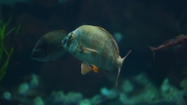 Vissen Aquarium Natuur Zee Oceaan Onderwater Beeldmateriaal Exotische Vissen Groep — Stockvideo