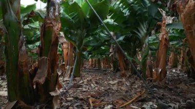 Yeşil yapraklı ve taze meyveli muz ağacı çiftliği. Yüksek kalite 4k görüntü