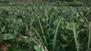 Yeşil yapraklı ve taze meyveli muz ağacı çiftliği. Yüksek kalite 4k görüntü