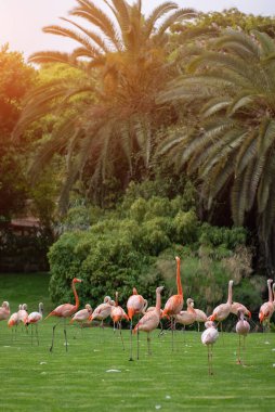 Pembe flamingo kuşları yeşil çimlerin üzerinde parkta yürüyorlar. Yüksek kaliteli resim