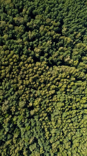 Velký Les Zelenými Stromy Létě Ukrajina Letecké Drone Pohled Kvalitní — Stock fotografie