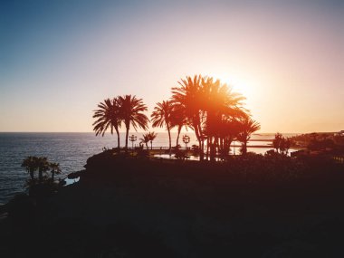 Palmiye cenneti silueti, su ve plaj, Tenerife, Kanarya adası ile okyanus kıyısında güzel bir gün batımı. Yüksek kaliteli hava aracı resmi
