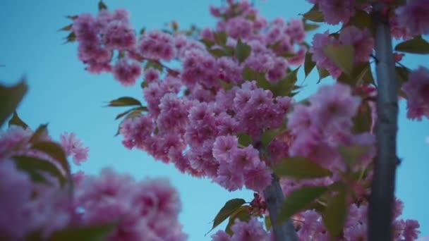 Японский Красивый Розовый Цветок Сакуры Цветет Солнечный День Высококачественные Кадры — стоковое видео
