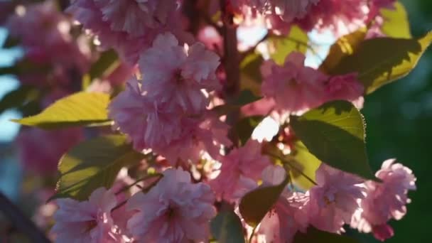 Japonská Krásná Růžová Sakura Květ Kvete Slunečného Dne Kvalitní Záběry — Stock video