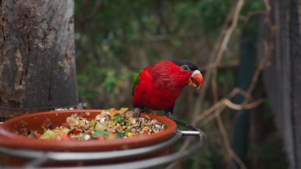 Kleurrijke Papegaaienvoer Eten Met Ontbijtgranen Fruitschijfjes Groene Dierentuin Hoge Kwaliteit — Stockvideo