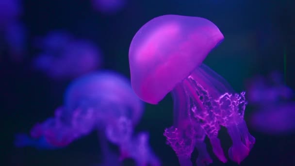 Красивые Разноцветные Медузы Медузы Плавают Водой Океане Зоопарке Высококачественные Fullhd — стоковое видео