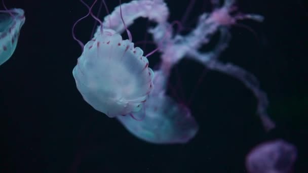 Beautiful Colourful Jellyfish Medusa Swim Underwater Ocean Zoo High Quality — Stock Video