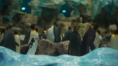 Tenerife, Kanarya Adası 'ndaki Loro Park Hayvanat Bahçesi' nde kral penguen ailesi. Yüksek kaliteli görüntüler