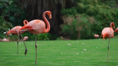 Pembe flamingo kuşları yeşil çimlerin üzerinde parkta yürüyorlar. Yüksek kalite 4k görüntü
