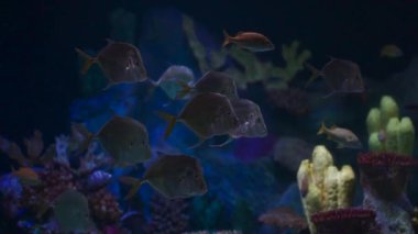 Akvaryumdaki balık sürüsü ya da doğadaki deniz ya da okyanus sualtı 4k görüntü, doğadaki mavi suyun altında egzotik balık grupları