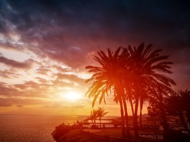 Palmiye cenneti silueti, bulutlar ve plaj, Tenerife, Kanarya adası ile okyanus kıyısında güzel bir gün batımı. Yüksek kaliteli hava aracı resmi