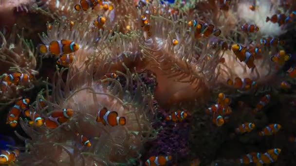 水族館や海や海の中の魚の群れ4K映像自然界の青い水の下のエキゾチックな魚群 — ストック動画