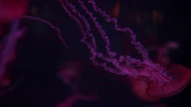 Hermosa Medusa Colorida Medusa Medusa Nadar Bajo Agua Océano Zoológico — Vídeos de Stock