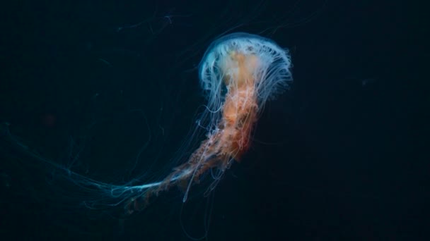 Güzel Renkli Denizanası Medusa Okyanus Veya Hayvanat Bahçesinde Altında Yüzer — Stok video