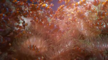Akvaryumdaki balık sürüsü ya da doğadaki deniz ya da okyanus sualtı 4k görüntü, doğadaki mavi suyun altında egzotik balık grupları