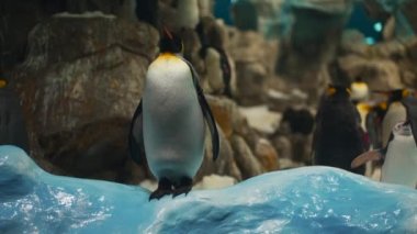 Tenerife, Kanarya Adası 'ndaki Loro Park Hayvanat Bahçesi' nde kral penguen ailesi. Yüksek kaliteli görüntüler