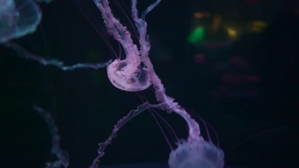 Hermosa Medusa Colorida Medusa Medusa Nadar Bajo Agua Océano Zoológico — Vídeo de stock