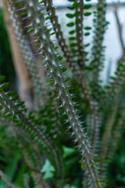 Botanik bahçesinde çivili yeşil kaktüs. Yüksek kalite fotoğraf