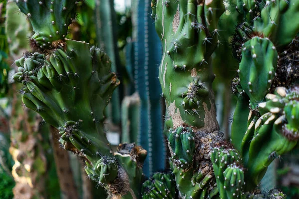 Green Cactus Spikes Botanical Garden High Quality Photo — Stock Photo, Image