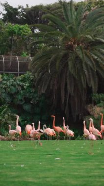 Pembe flamingo kuşları yeşil çimlerin üzerinde parkta yürüyorlar. Yüksek kalite 4k görüntü, akıllı telefon için dikey yönelim