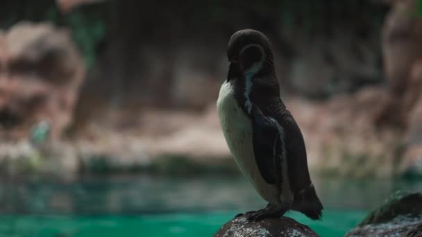 Маленький Пингвин Чистит Перо Клювом Возле Воды Зоопарке Высококачественные Кадры — стоковое видео