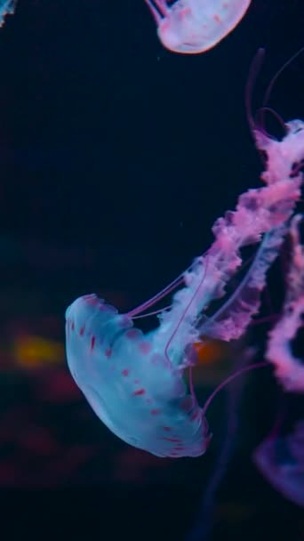 海や動物園で水中を泳ぐ美しいカラフルなクラゲメドゥーサ 高品質のフルHd映像 スマートフォンの垂直方向 — ストック動画