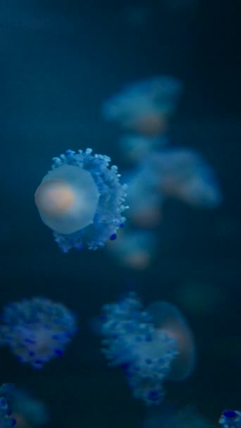 Indah Jellyfish Warna Warni Medusa Berenang Bawah Air Laut Atau — Stok Video