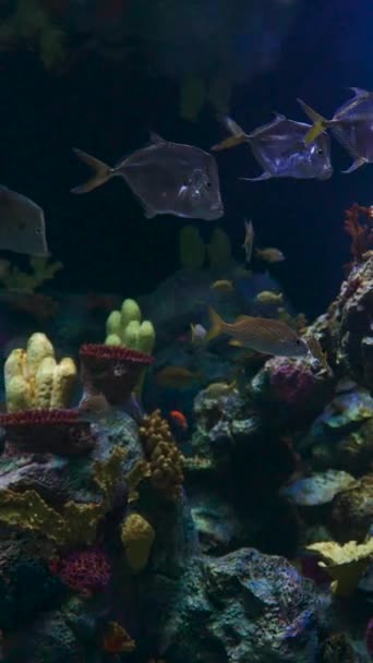Школа Рыб Аквариуме Море Океане Водой Кадры Экзотические Группы Рыб — стоковое видео