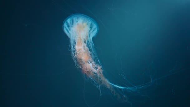 Schöne Bunte Quallen Medusa Schwimmen Unter Wasser Ozean Oder Zoo — Stockvideo