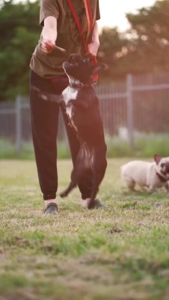 Χαριτωμένο Μικρό Γαλλικό Μπουλντόγκ Παιχνίδι Πρόσωπο Στο Πάρκο Θηλυκό Σκυλί — Αρχείο Βίντεο