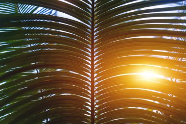 Yağmur ormanlarındaki ya da botanik bahçesindeki palmiye yaprakları. Yüksek kalite fotoğraf