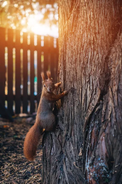 Das Niedliche Eichhörnchen Sitzt Baum Und Schaut Die Kamera Hochwertiges — Stockfoto