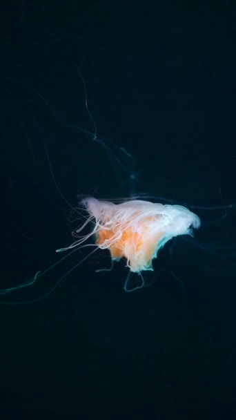 Beautiful Colourful Jellyfish Medusa Swim Underwater Ocean Zoo High Quality — Stock Video