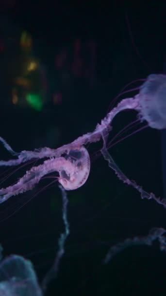 Hermosa Medusa Colorida Medusa Medusa Nadar Bajo Agua Océano Zoológico — Vídeos de Stock