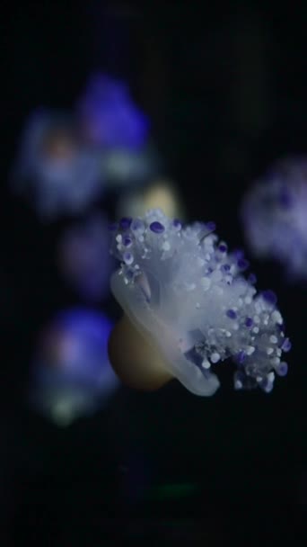 Güzel Renkli Denizanası Medusa Okyanus Veya Hayvanat Bahçesinde Altında Yüzer — Stok video