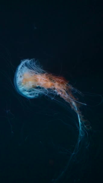 美丽的五彩斑斓的水母在海里或动物园里游泳 优质Fullhd影片 — 图库视频影像