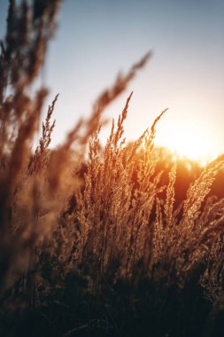 güzel kuru çimenler veya mısır gevreği ve buğday tarlalarda rüzgarla sallanıyor gün batımında