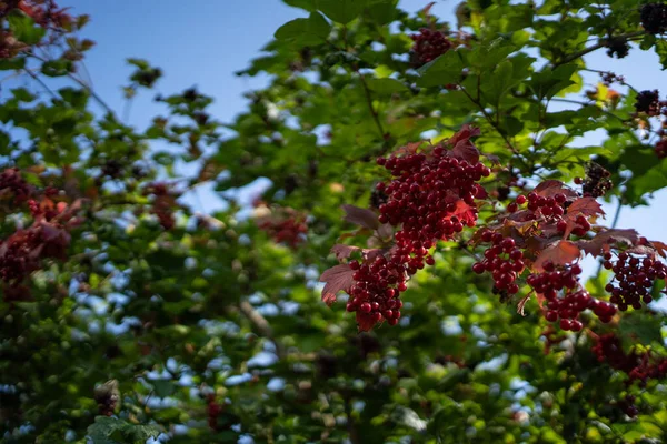 Bunte Viburnum Beeren Auf Grünem Baum Draußen — Stockfoto