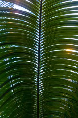 Yağmur ormanlarındaki ya da botanik bahçesindeki palmiye yaprakları. Yüksek kalite fotoğraf