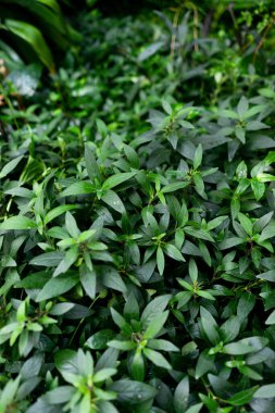 Botanik bahçesindeki kapsicum nigrum bitkisi, yeşil yapraklar. Yüksek kalite fotoğraf
